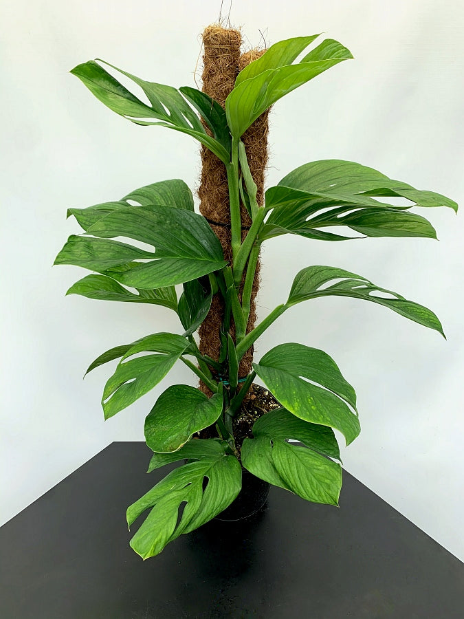 Monstera Siam Spiderman "Big Plant"