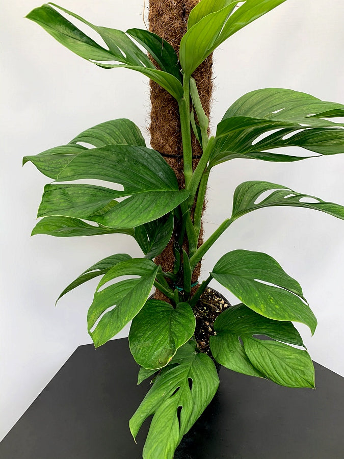 Monstera Siam Spiderman "Big Plant"