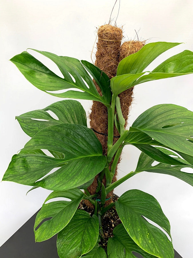 Monstera Siam Spiderman "Big Plant"