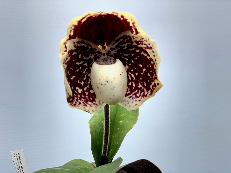 Paphiopedilum leucochilum ''Dark''