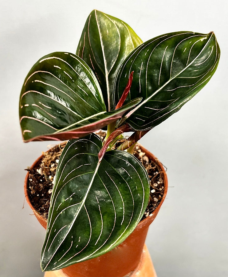 Aglaonema rotundum