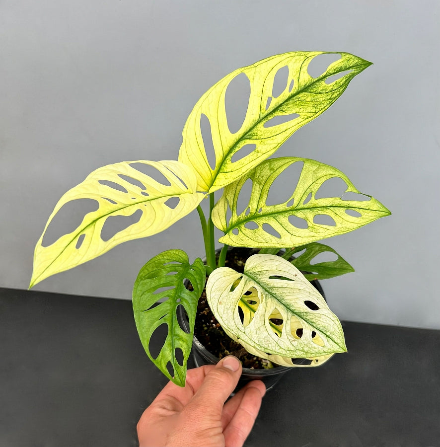 Monstera adansonii variegated albo Mint