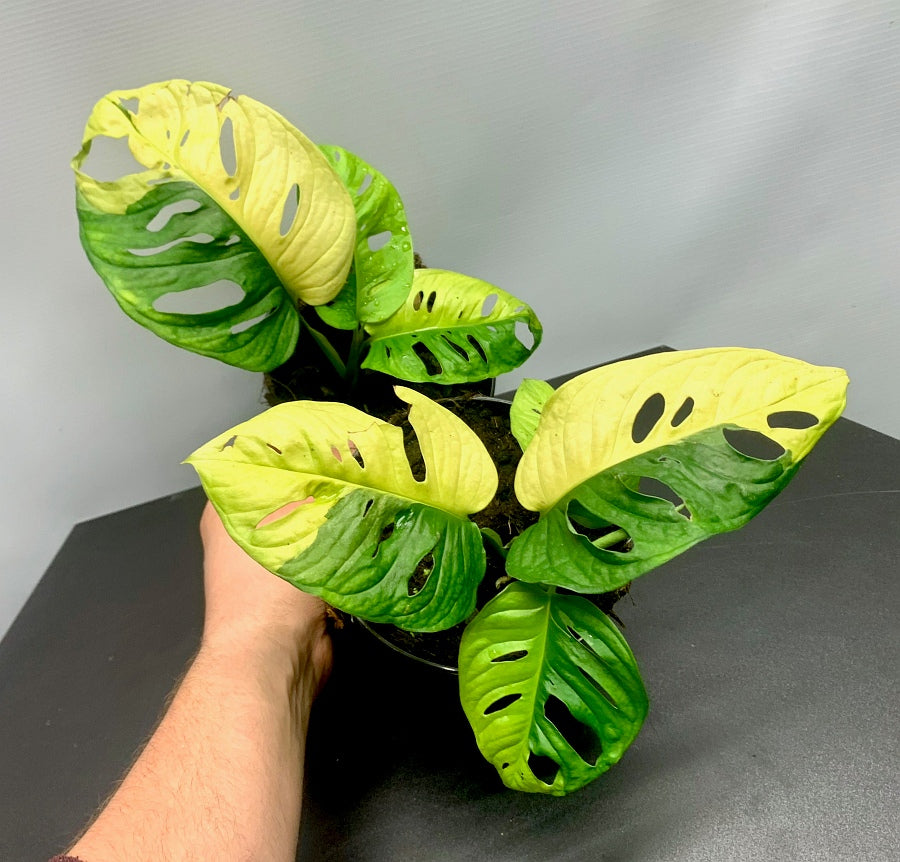Monstera adansonii variegated aurea (4-5 Leaves)