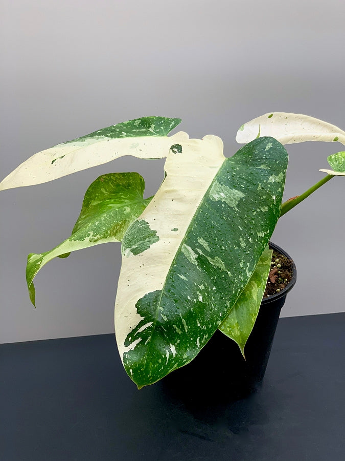 philodendron jose buono variegation Philodendron Jose Buono (3-4 Leaves) (Highly variegated)