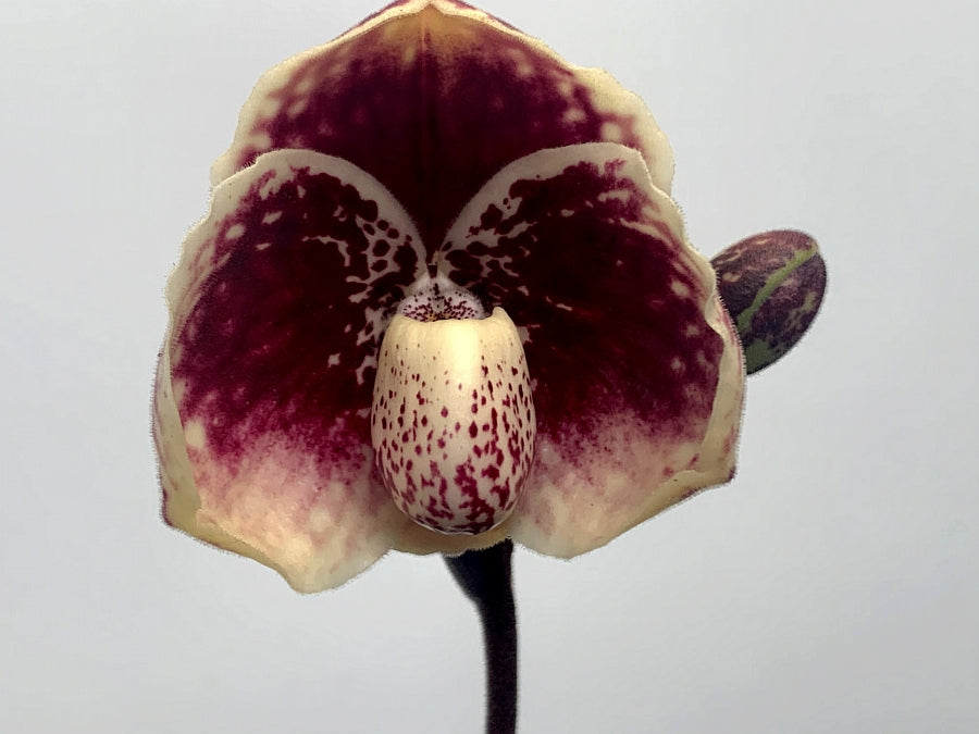 Paphiopedilum leucochilum ''Red Splash'' Select Single Plant