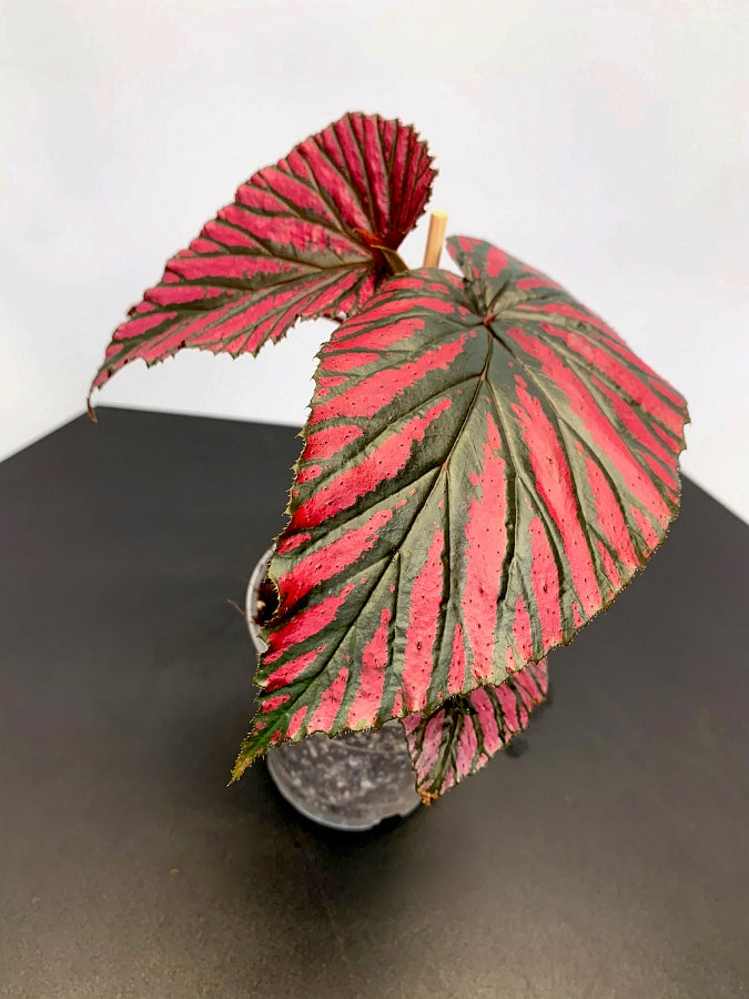 Begonia brevirimosa