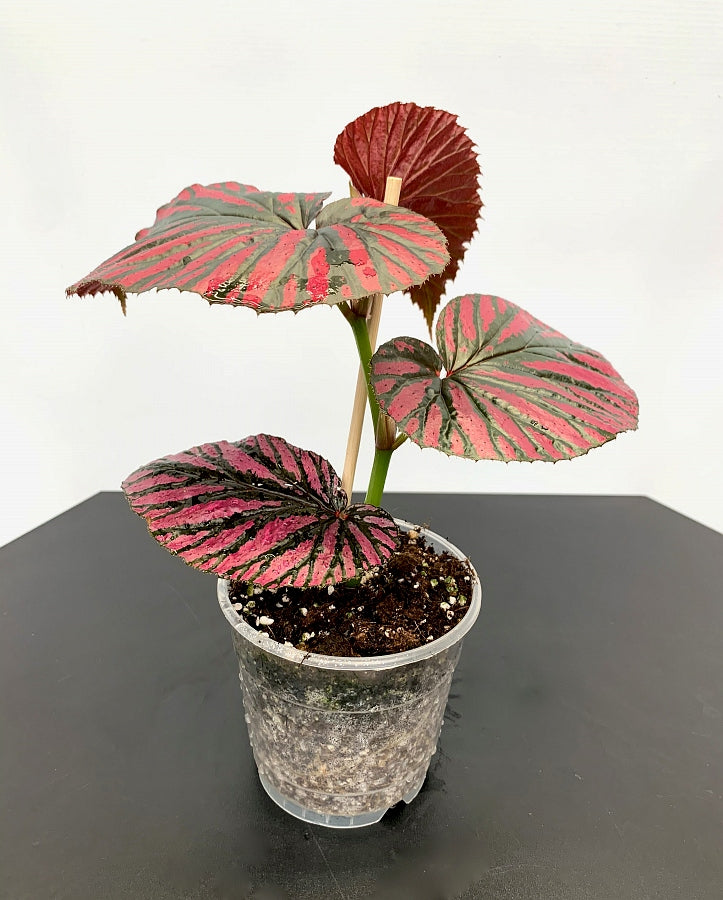 Begonia brevirimosa