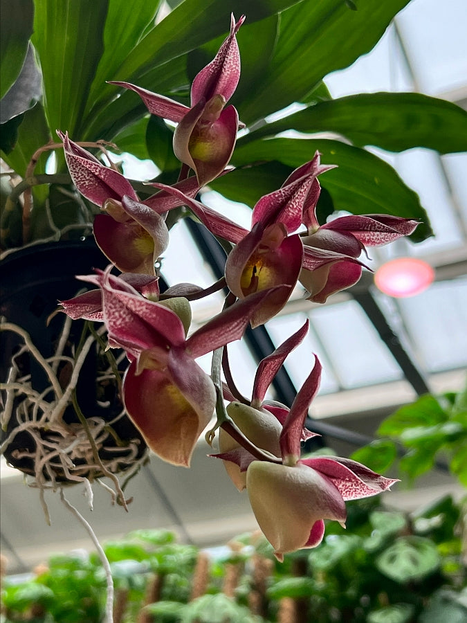 Catasetum Specie Red