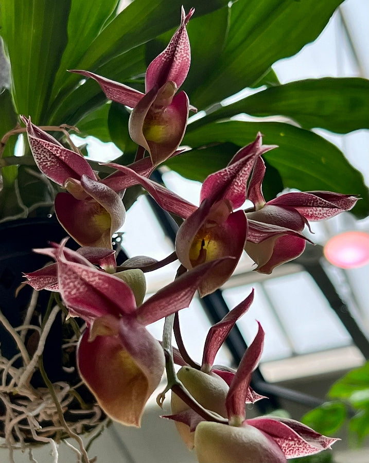 Catasetum Specie Red