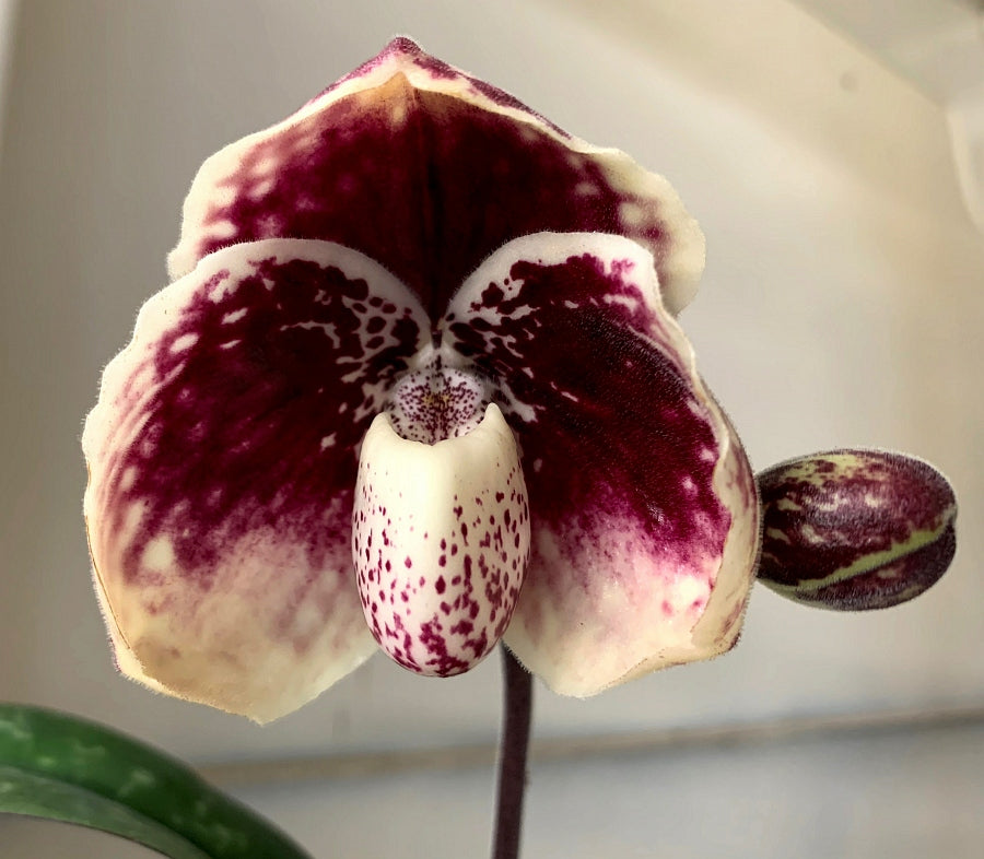 Paphiopedilum leucochilum ''Red Splash'' Select Single Plant