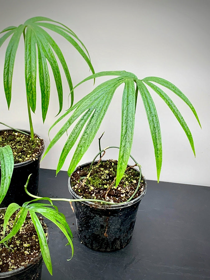 Amydrium zippelianum