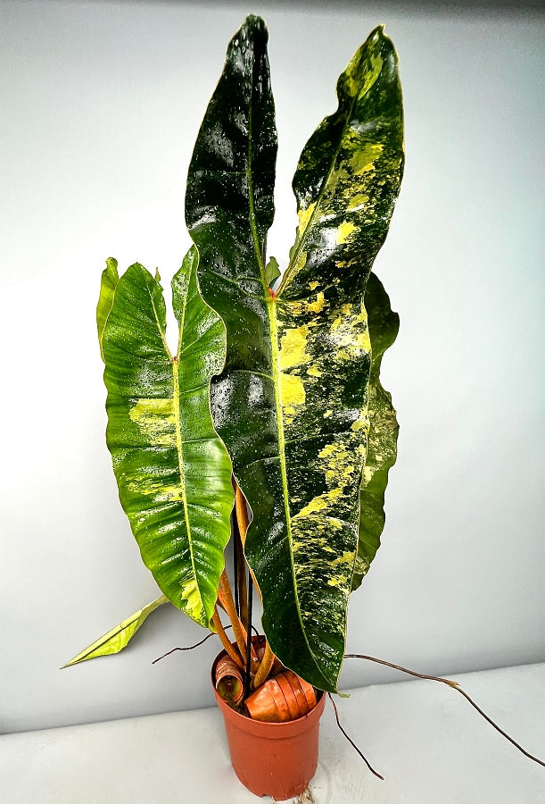 is philodendron billietiae rare Philodendron billietiae Variegata (Less)