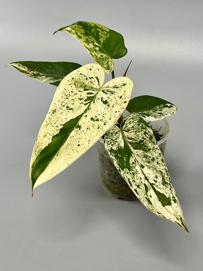 Philodendron ilsemanii (3/5 Leaves)