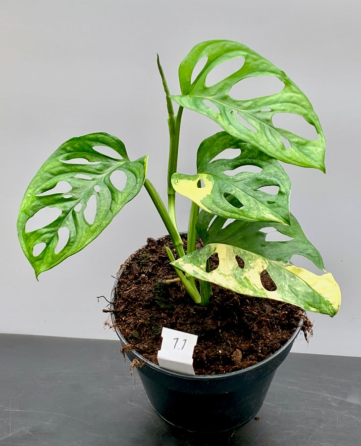 monstera adansonii variegated aurea Monstera adansonii variegated aurea (green sprout)