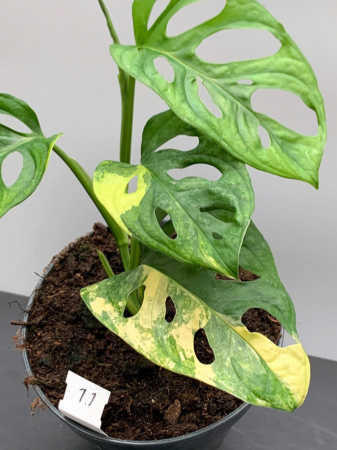 Monstera adansonii variegated aurea (green sprout)
