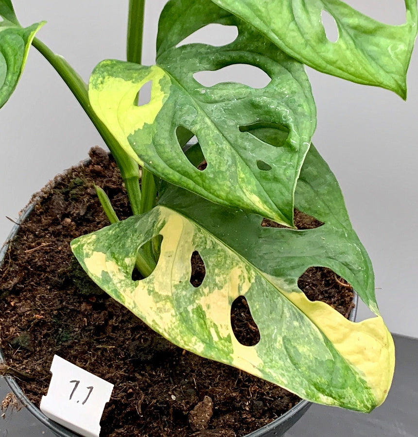 Monstera adansonii variegated aurea (green sprout)