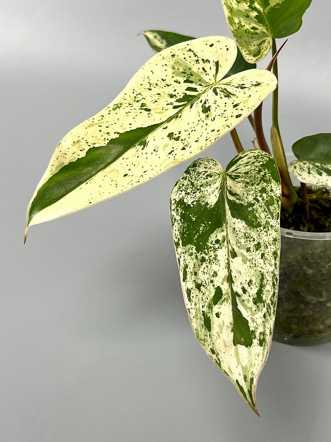 Philodendron ilsemanii (3/5 Leaves)