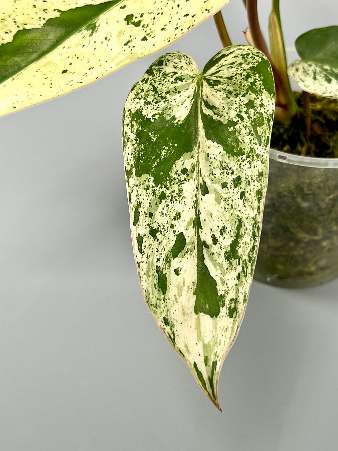 Philodendron ilsemanii (2 Leaves) Highly Variegated