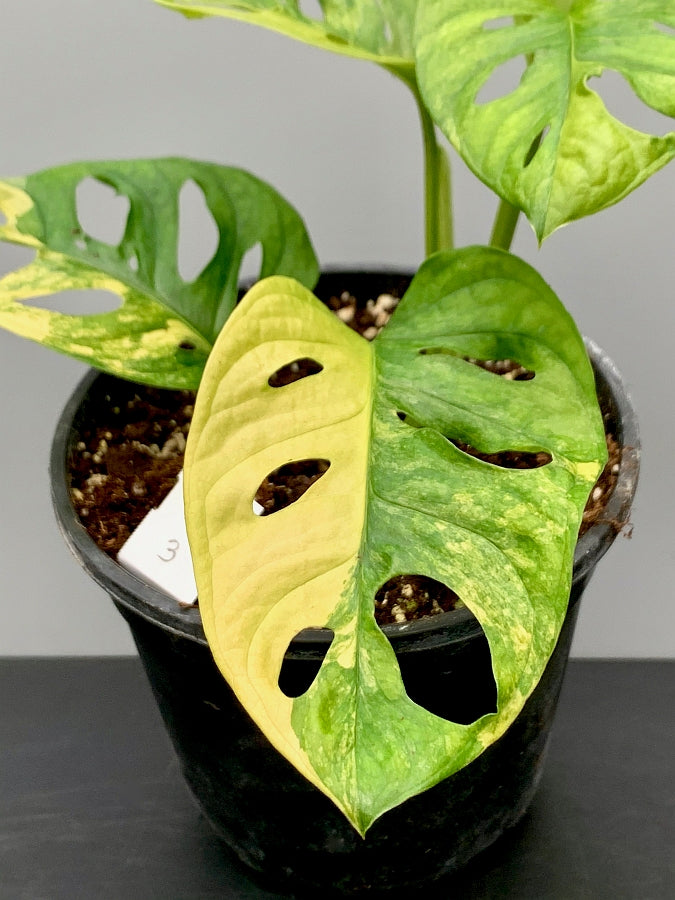 Monstera adansonii variegated aurea "Half Moon" (4-6 Leaves)