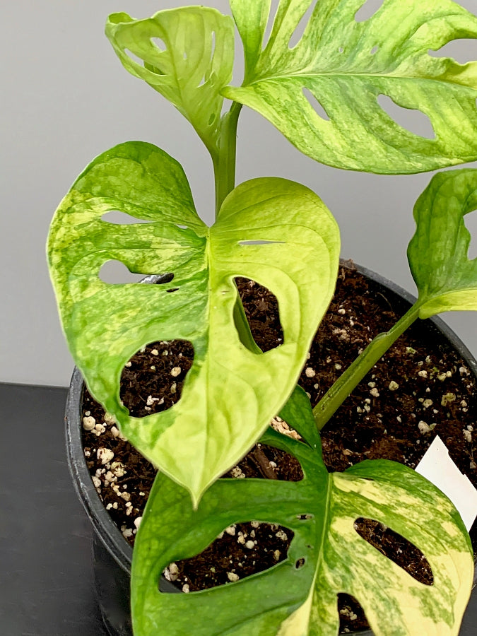 Monstera adansonii variegated aurea "Half Moon" (4-6 Leaves)