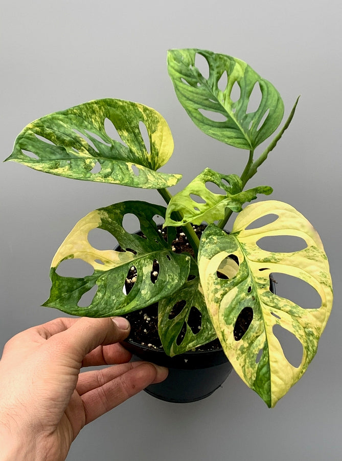 Monstera adansonii variegated aurea (6/7 + Blätter)
