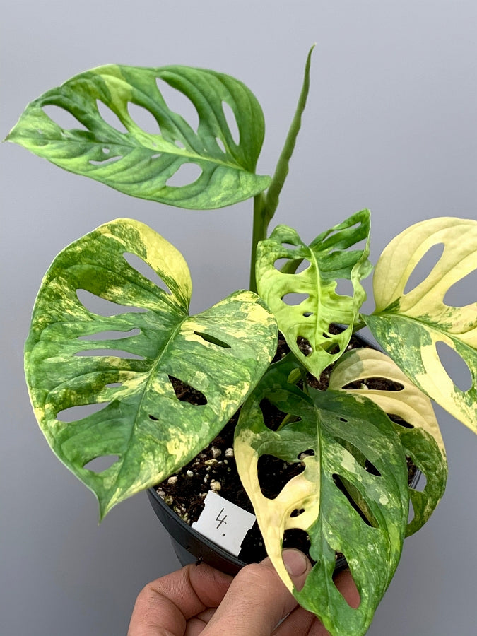 Monstera adansonii variegated aurea (6/7 + Blätter)