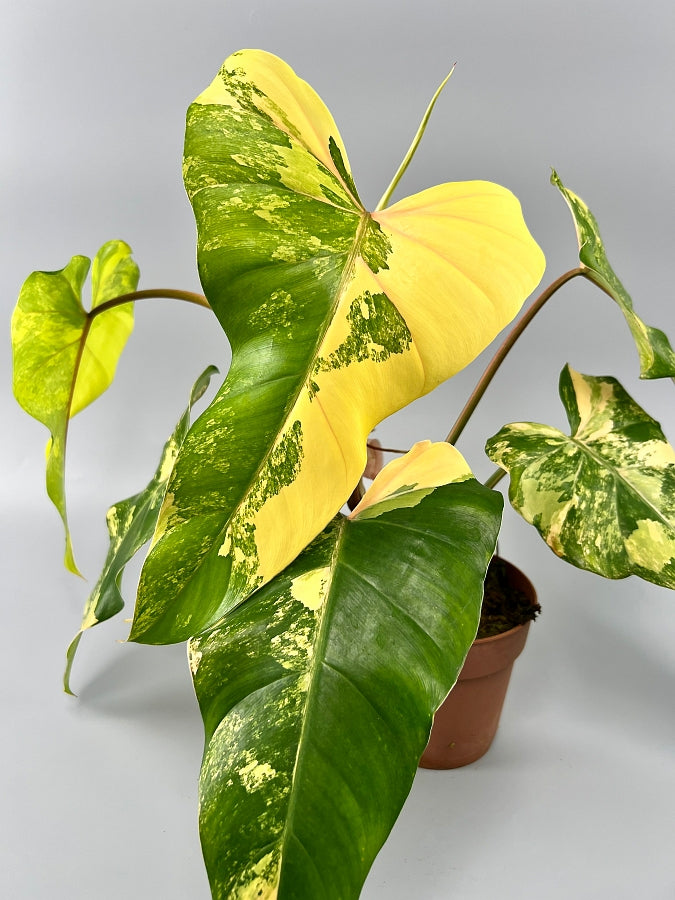 Philodendron domesticum Variegated