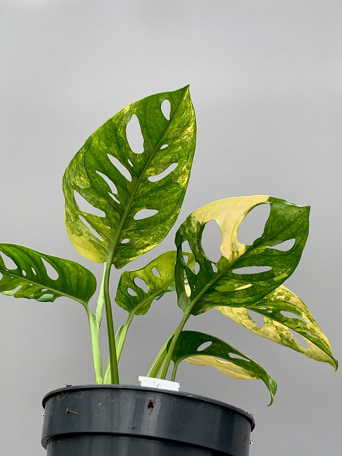 Monstera adansonii variegated aurea (6/7 + Blätter)