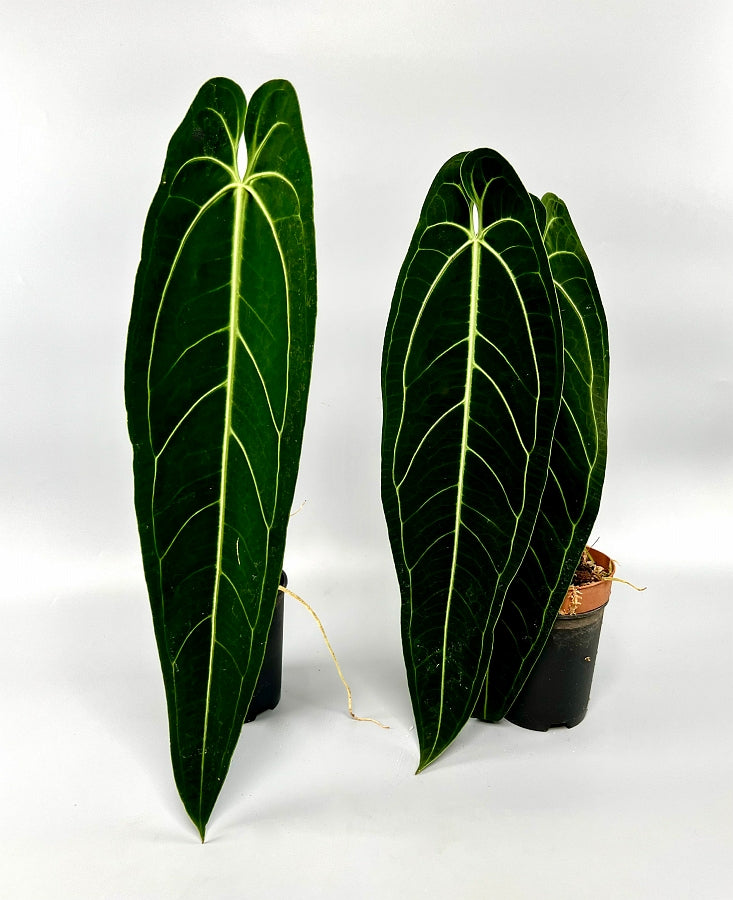 Anthurium warocqueanum (Klein pflanze)
