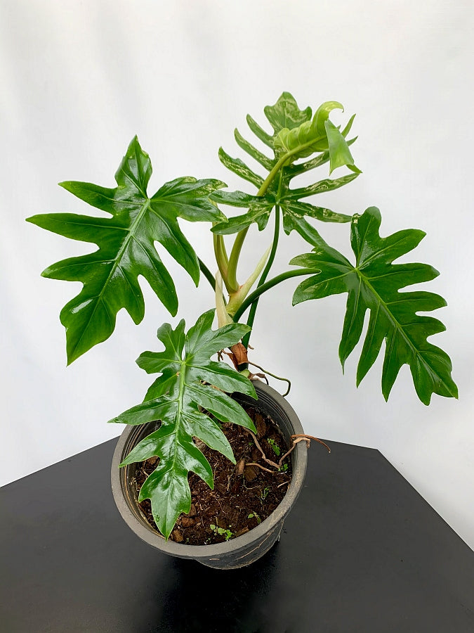Philodendron mayoi (Small Plant)