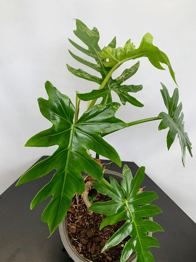 Philodendron mayoi