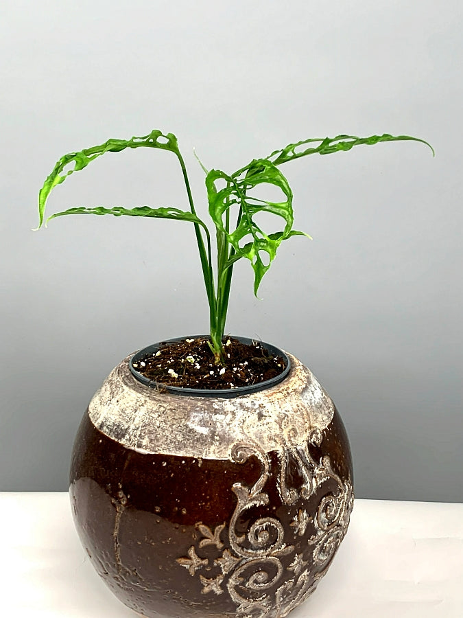 Monstera obliqua Peru "Groß pflanze"