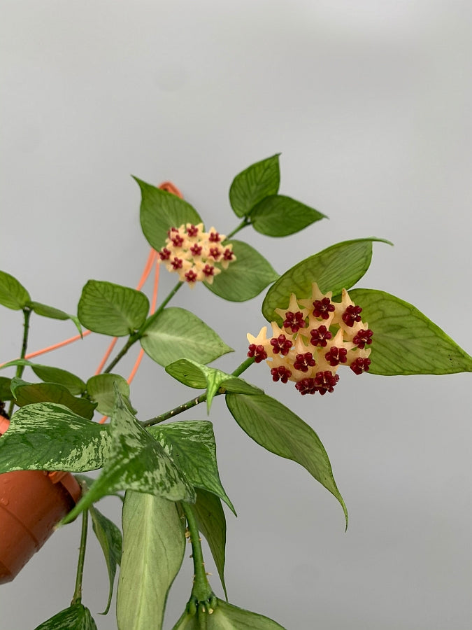 Hoya Polyneura (Fish-Tail Hoya)
