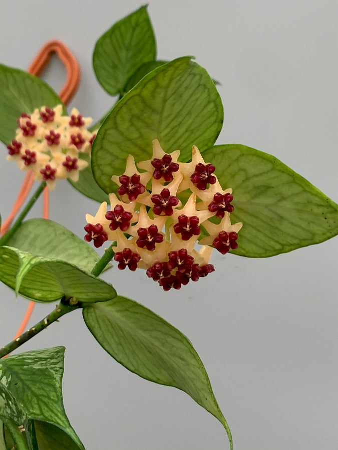 Hoya Polyneura (Fish-Tail Hoya)