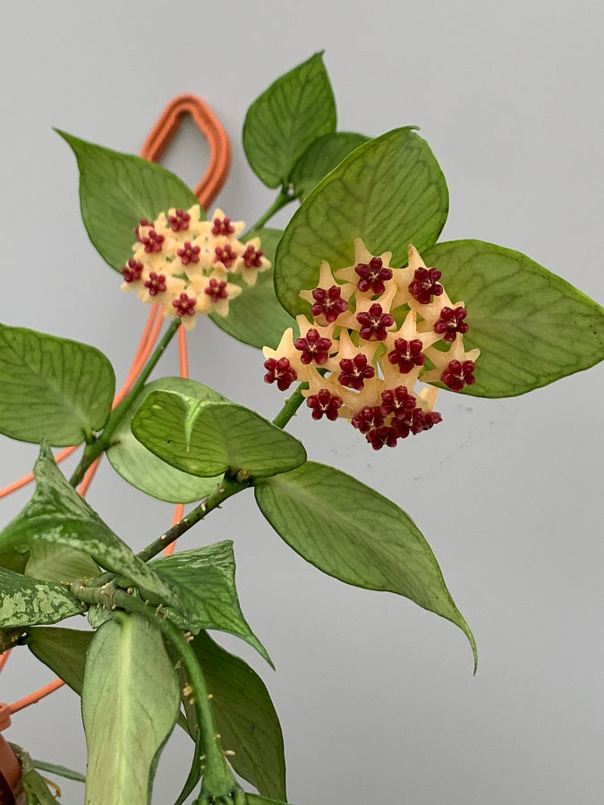 Hoya Polyneura (Fish-Tail Hoya)