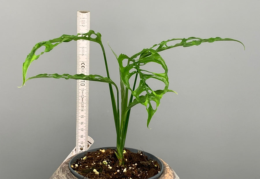 Monstera obliqua Peru (Wetstick Cutting)