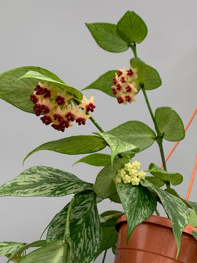 Hoya Polyneura (Fish-Tail Hoya)