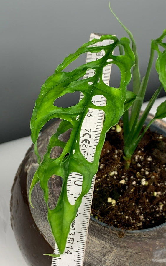 Monstera obliqua Peru (Wetstick Cutting)