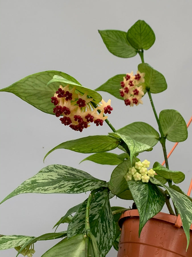 Hoya Polyneura (Fish-Tail Hoya)