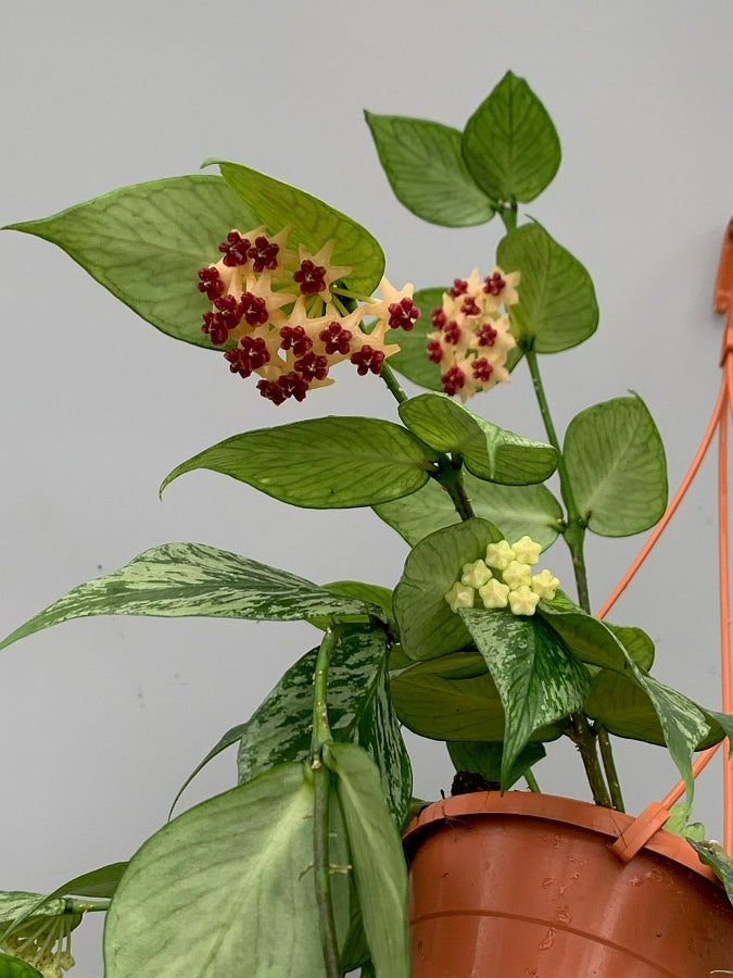 Hoya Polyneura Variegated (Fish-Tail Hoya)