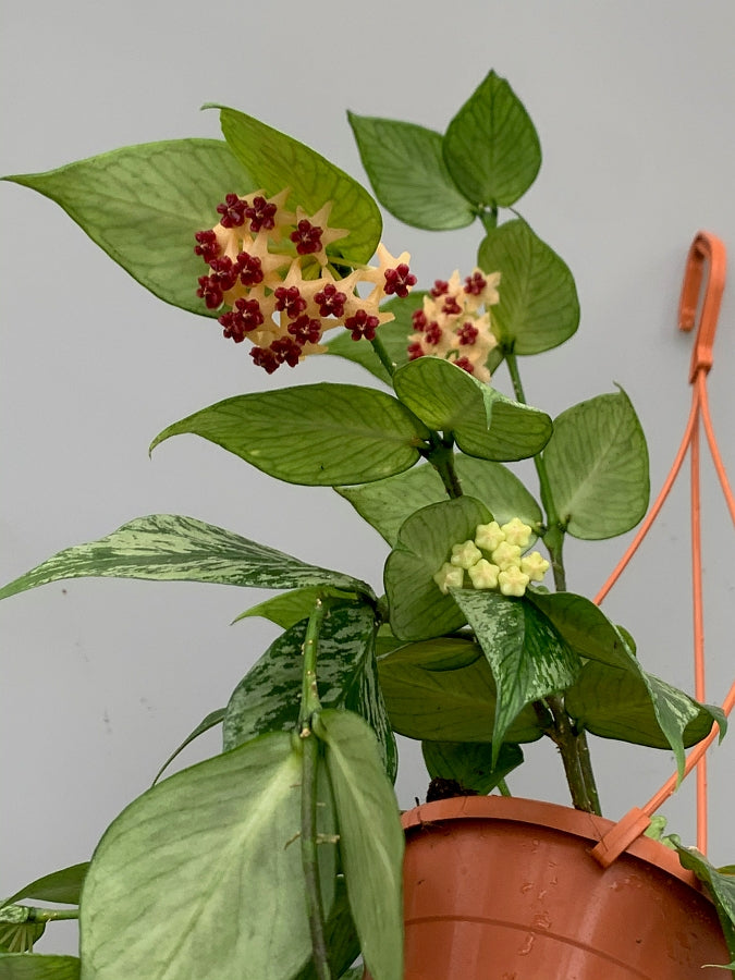 Hoya Polyneura Variegated (Fish-Tail Hoya)