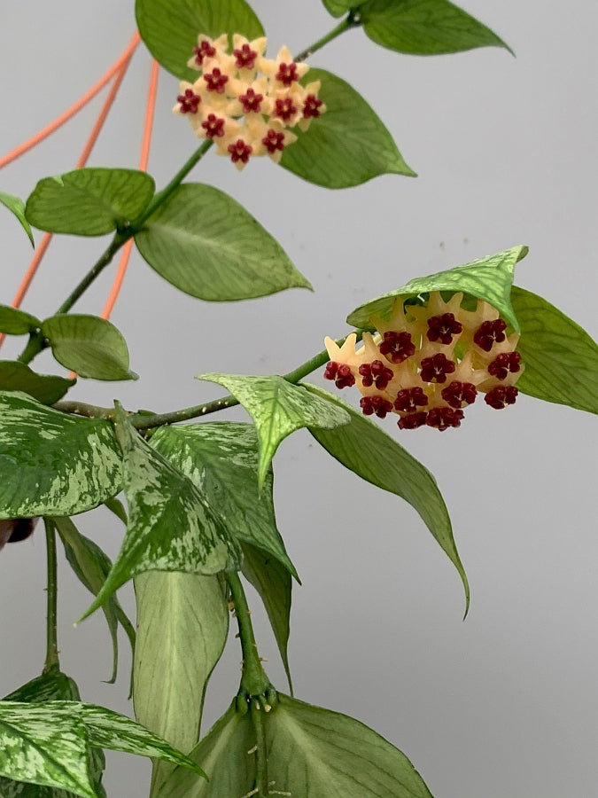 Hoya Polyneura Variegated (Fish-Tail Hoya)