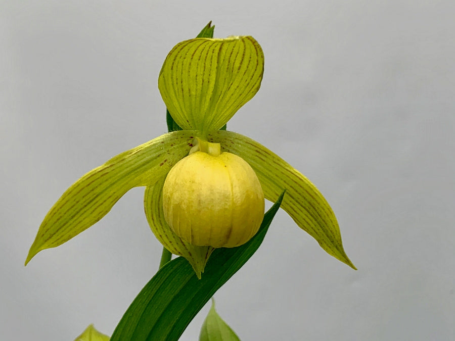 Cypripedium fasciolatum x segawai