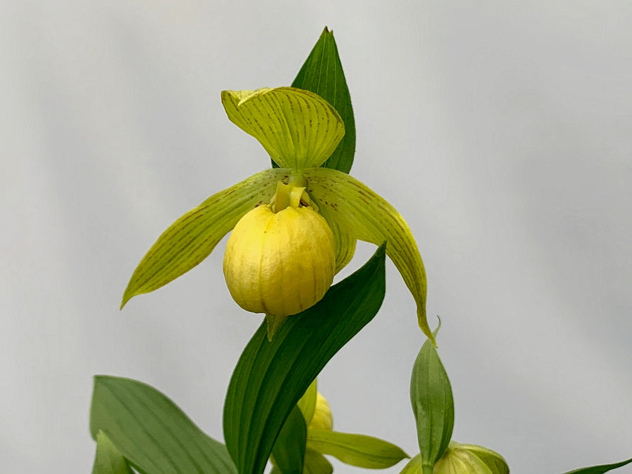Cypripedium fasciolatum x segawai