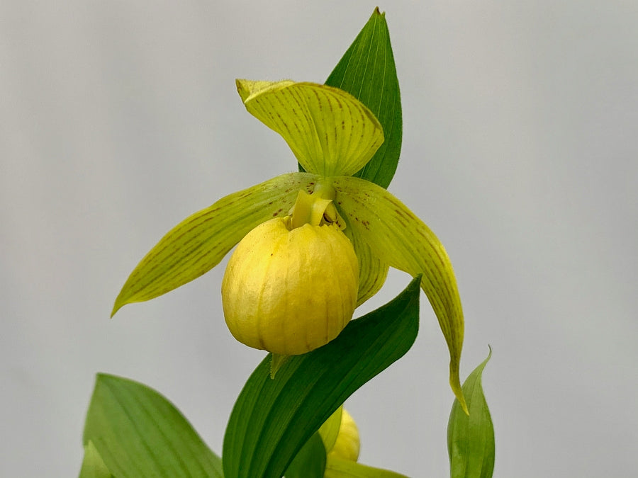 Cypripedium fasciolatum x segawai