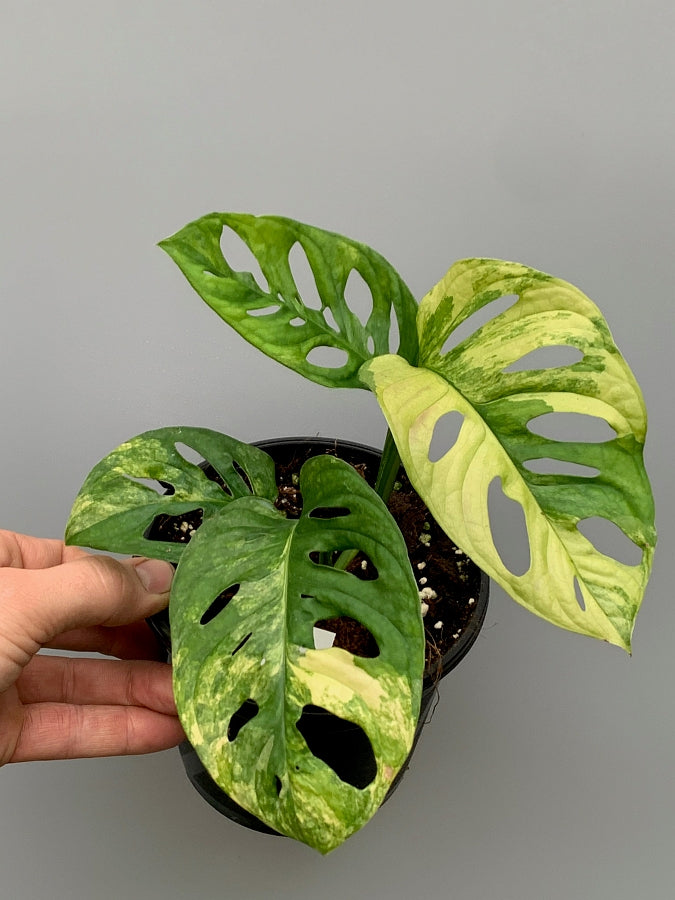 philodendron adansonii variegated Monstera adansonii variegated aurea (Fresh Leaf Cutting, 2 Leaves)