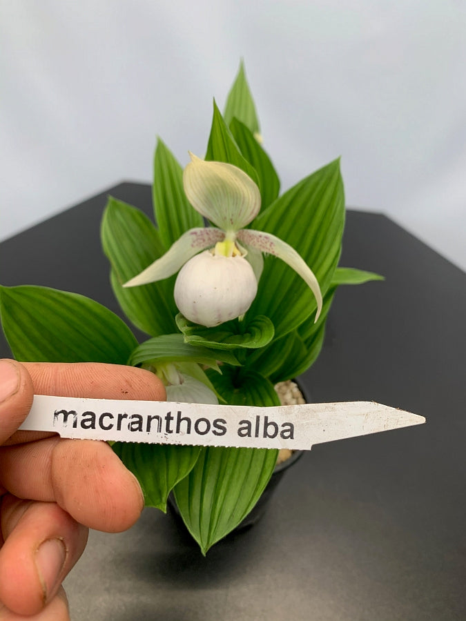 Cypripedium macranthos alba