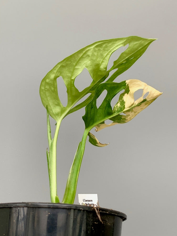 Monstera adansonii variegated aurea (Blattschnitt, mit 2 Blättern)