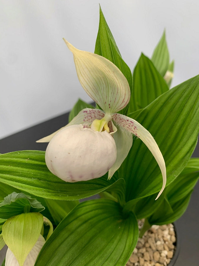 Cypripedium macranthos alba