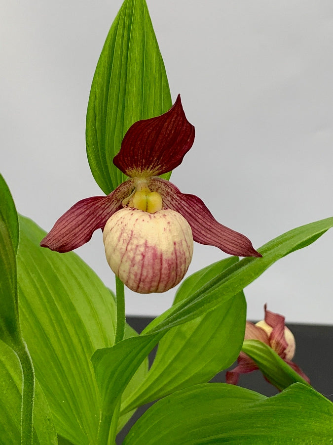 Cypripedium macranthos x parviflorum